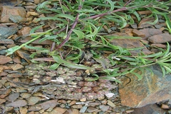 Lepidagathis cristata